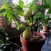 Ponderosa Lemon Seeds