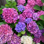 Blue Pink Purple Hydrangea Seeds