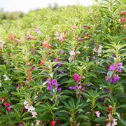Wildflower Impatiens Seeds