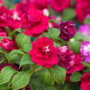 Tolerant Impatiens Seeds
