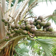 Bismarckia Nobilis Seeds