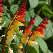 Lobata Ipomoea Seeds