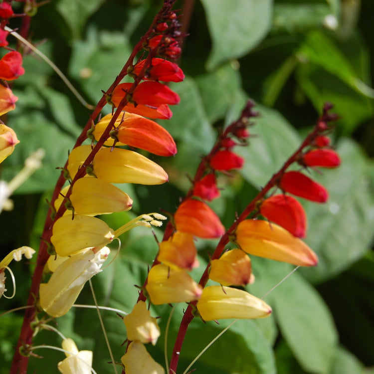 Lobata Ipomoea Seeds