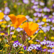 Southwest Mix Wildflower Seeds