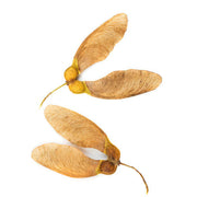 Sugar Maple Seeds, Herbal