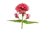 Red Jupiter's Beard Seeds, Herbal