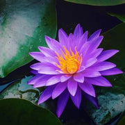 Purple Aquatic Lotus Seeds