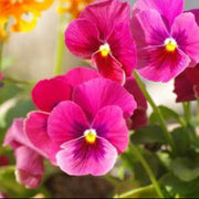 Pink Red Pansy Seeds