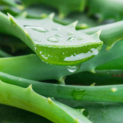 Aloe Vera Seeds - Herbal Seeds