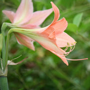 Barbados Lily Amaryllis Seeds