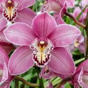 Cymbidium Maxillaria Rose Orchid Seeds