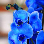 Blue Butterfly Orchid Seeds