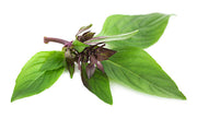 Siam Queen Basil Seeds, Herbal