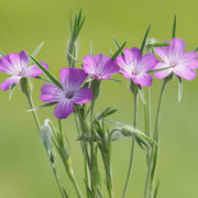 Corn Cockle Agrostemma Seeds