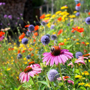 Meadow Heirloom Mix Wildflower Seeds