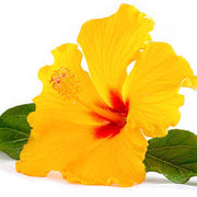 Yellow Hibiscus Seeds