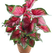 Caladium bicolor Caladium Seeds, Herbal