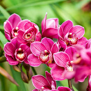 Cymbidium Fragrant Hardy Orchid Seeds