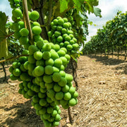 Green Brazilian Grape Seeds