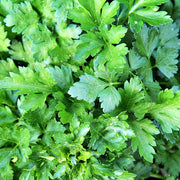 Giant Italian Flat Leaf Parsley Seeds, Herbal