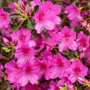 japanese Rhododendron Azalea Seeds - Flower Plant