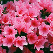 japanese Rhododendron Azalea Seeds - Flower Plant