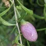 Goji Berry Purple Berry Seeds