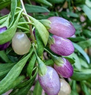 Goji Berry Purple Berry Seeds