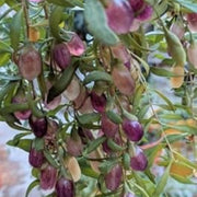 Goji Berry Purple Berry Seeds