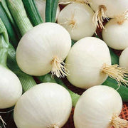 White Sweet Spanish Onion Seeds