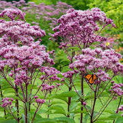 Perennial Joe Pye Seeds