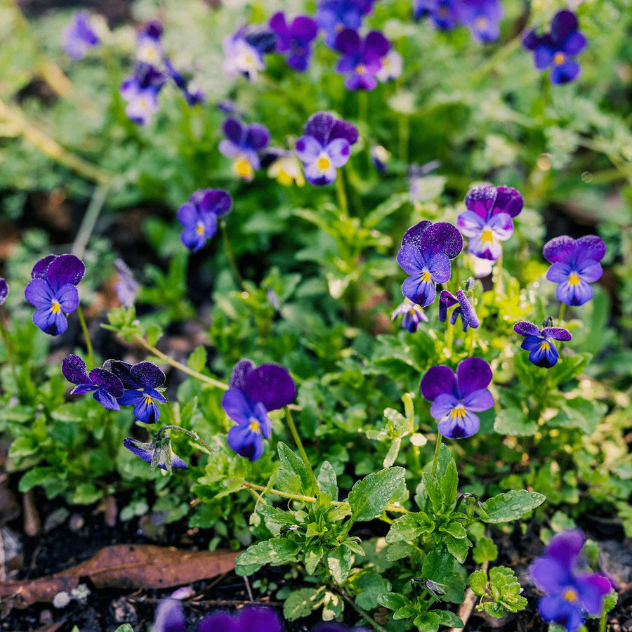 Blue and White Johnny Jump Up Seeds