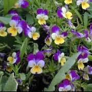 Viola tricolor Johnny Jump Up Seeds