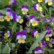 Johnny Jump Up Viola Seeds