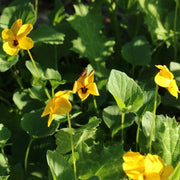 Yellow Johnny Jump Up Seeds