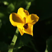 Yellow Johnny Jump Up Seeds