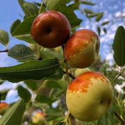 Chico Jujube Seeds