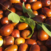 Silverhill Jujube Seeds