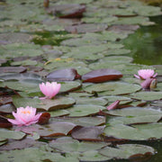 Exquisite Water Lotus Seeds