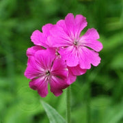 Flos-Jovis Lychnis Seeds