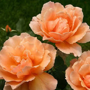 Orange Joey Hybrid Tea Rosa spp. Seeds