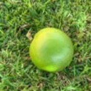 Wood Seeds, Aegle marmelos