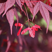 Japanese Maple Seeds - Herbal Seeds