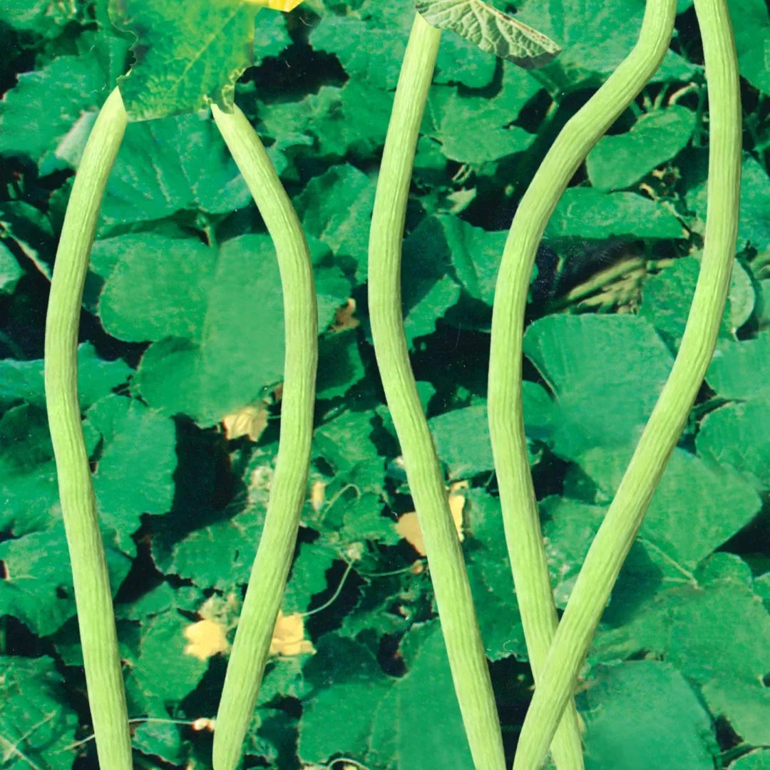 Kakri Seeds, Cucumis melo var. utilissimus Vegetable Seeds