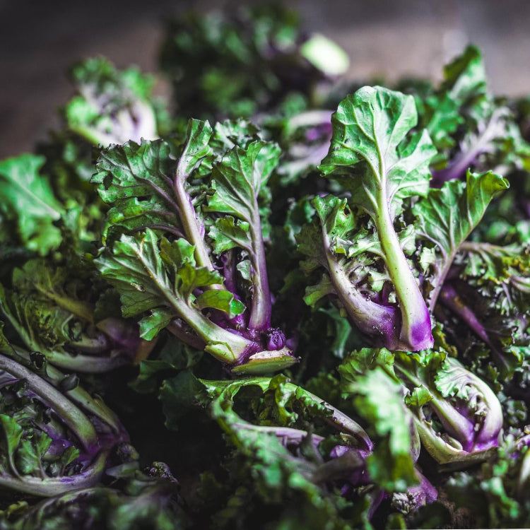 Kalettes Seeds