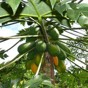Kapoho Solo Sweet Hawaiian Papaya Seeds