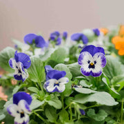 Tricolor Pansy Seeds