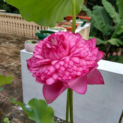 Double Petal Lotus Seeds