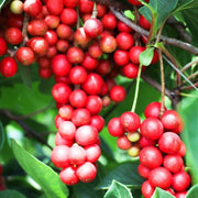 Wu-Wei-Zi Schisandra Seeds, Herbal