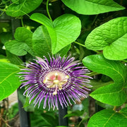 Purple Maypop Passion Seeds